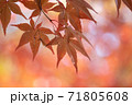 紅葉 71805608