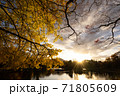 銀杏と夕暮れ 71805609