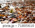 蓮の花と枯れ葉 71805610