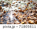水面と枯れ葉 71805611
