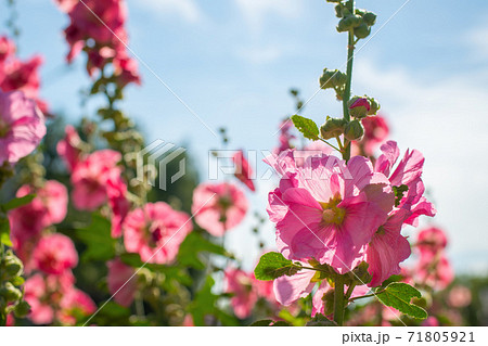 Bright crimson mallow flowers on a blurred background. 71805921
