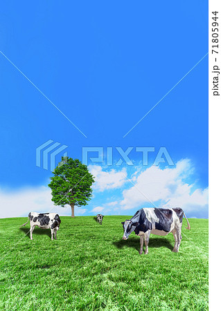 青空背景に丘陵の牧場で草を食む数頭の牛の写真素材