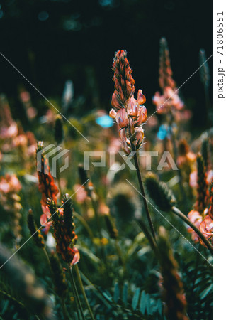 Close-up of a raceme of small pinky flowers Close-up of a raceme of small pinky flowers 71806551