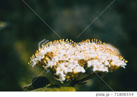 Close-up of a bunch of small white flowers with erected yellow stamens of viburnum tinus Close-up of a bunch of small white flowers with erected yellow stamens of viburnum tinus 71806554