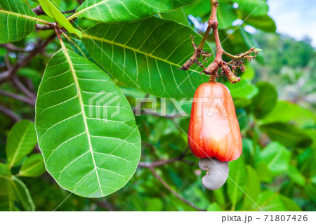 Cashew fruit with nut on tree 71807426