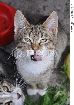 cat sitting under the table and asks to eat cat sitting under the table and asks to eat 71807954
