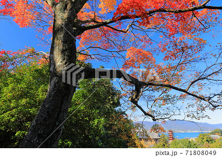 【広島県】晴天下の宮島の眺望（厳島神社） 71808049