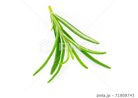 Leaves of rosemary 71808745