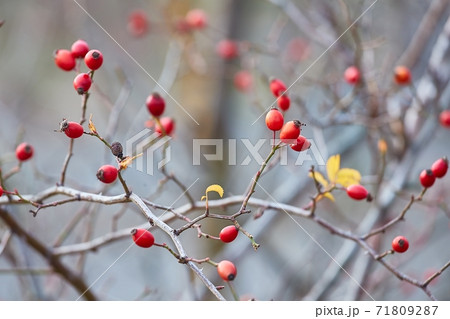 Rosehips herb closeup 71809287