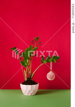 green houseplant on a red background decorated with a Christmas ball 71809363