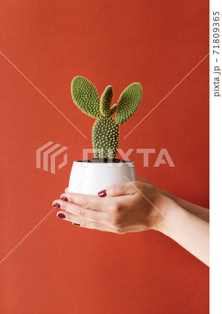 cactus in a white pot in women's hands on a brown background 71809365