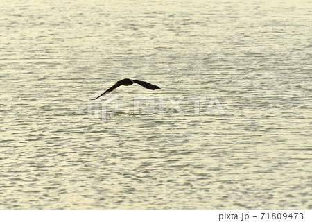 干潟の満潮時 71809473