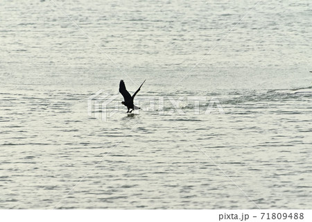 干潟の満潮時 71809488