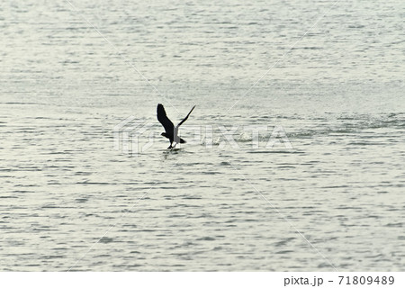 干潟の満潮時 干潟の満潮時 71809489