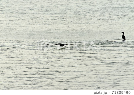 干潟の満潮時 71809490