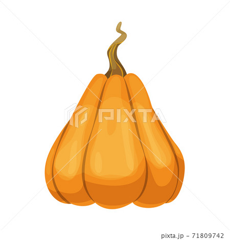 Cartoon pumpkin icon. Orange and yellow autumn pumpkin. Large gourd vegetable. Farm harvest vegetable fresh and tasty 71809742
