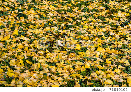 秋　一面のイチョウの落ち葉 71810102