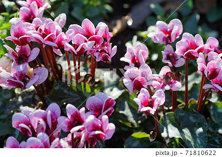 11月　調布724シクラメン･サクラソウ科･京王アンジェ 71810622