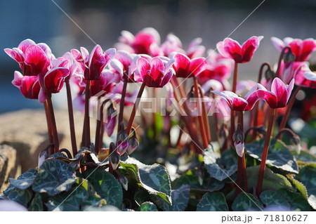 11月　調布721シクラメン･サクラソウ科･京王アンジェ 71810627