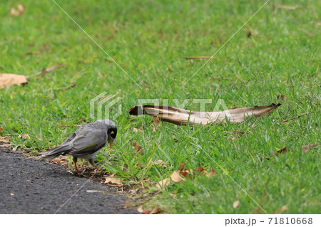 Noisy Miner, Manorina melanocephala, on grass 71810668