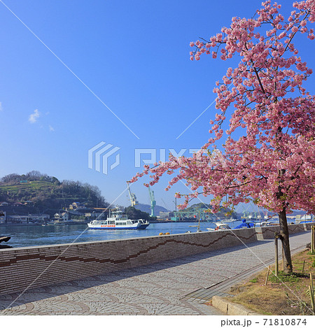 尾道水道 満開 河津桜（ 尾道渡船 桟橋東側 ） 71810874