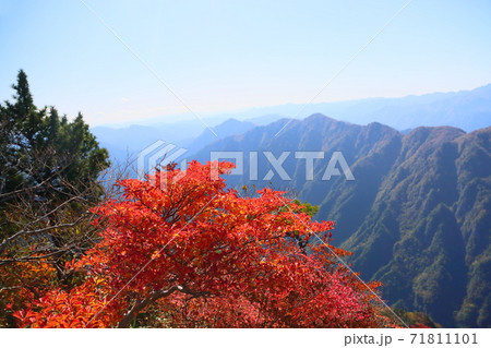 鮮やか紅葉シロヤシオ 鮮やか紅葉シロヤシオ 71811101