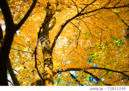 滋賀県大津市の比叡山の紅葉風景 世界遺産 山 季節 11月 の写真素材