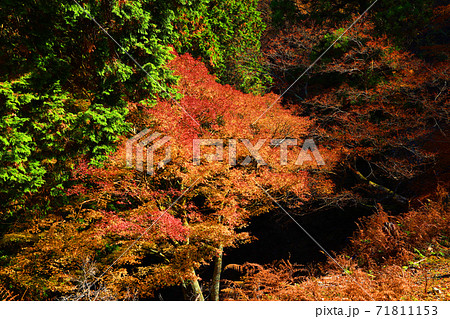 京都市左京区の叡山ロープウェイから見る紅葉の風景、秋、山、叡山【11月】 71811153