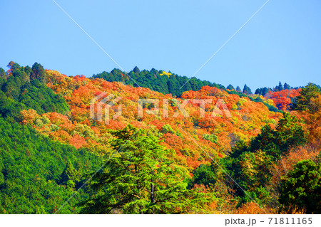 京都市左京区の叡山ロープウェイから見る紅葉の風景、秋、山、叡山【11月】 71811165
