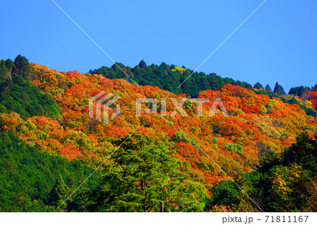 京都市左京区の叡山ロープウェイから見る紅葉の風景、秋、山、叡山【11月】 京都市左京区の叡山ロープウェイから見る紅葉の風景、秋、山、叡山【11月】 71811167