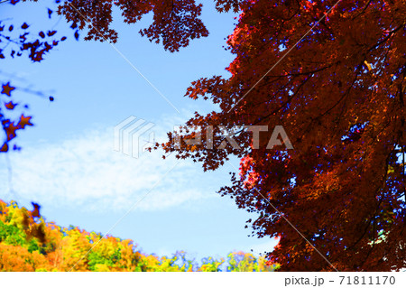京都市左京区の叡山ロープウェイから見る紅葉の風景、秋、山、叡山【11月】 71811170