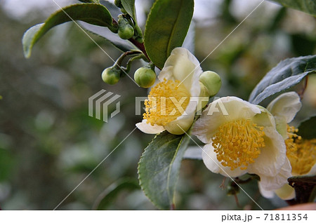 茶の花 71811354