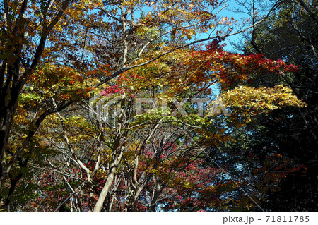 東山動植物園点景 71811785