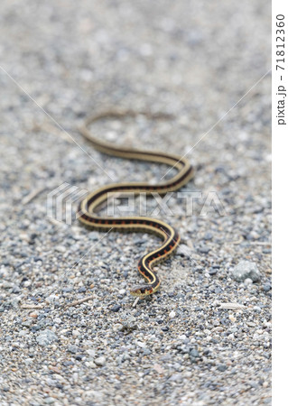 red garter snake 71812360