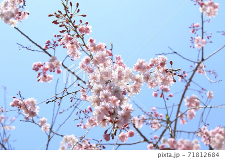 常陸風土記の丘のシダレザクラ 71812684