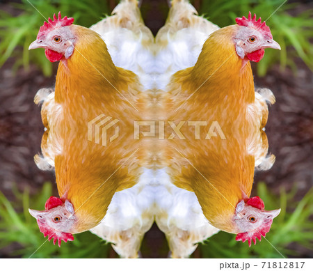 Fluffy orange chicken reflected four times corners Fluffy orange chicken reflected four times corners 71812817