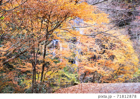 紅葉の白滝 紅葉の白滝 71812878