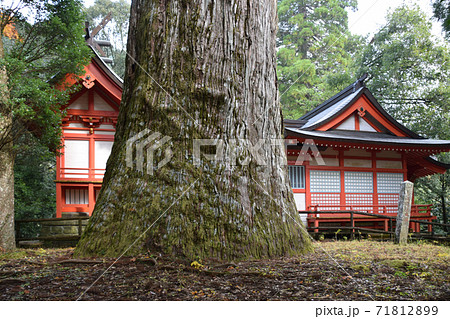 十根川神社の八村スギ 十根川神社の八村スギ 71812899