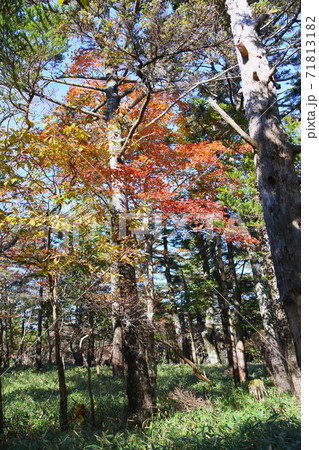 輝くカエデ 71813182