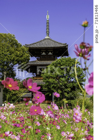 法起寺 三重塔 奈良県生駒郡斑鳩町 法起寺 三重塔 奈良県生駒郡斑鳩町 71813466