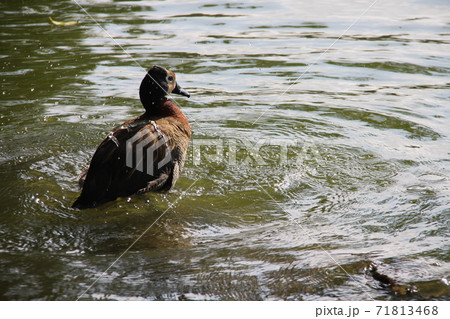 サンパウロ市の公園内の池で水浴びする水鳥 ブラジル サンパウロ市の公園内の池で水浴びする水鳥 ブラジル 71813468