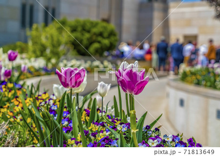 Purple and white tulips outside a building with people gathered at the entrance 71813649