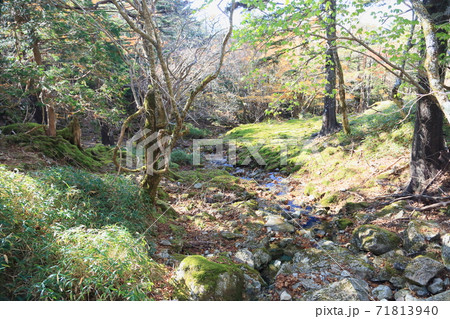 谷川のせせらぎ 71813940