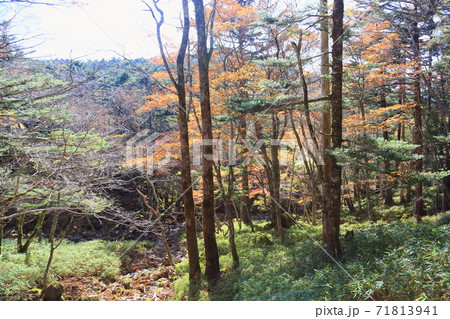 広葉樹の林 71813941