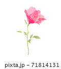 一輪の薔薇の花のイラストレーション 71814131