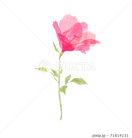 一輪の薔薇の花のイラストレーションのイラスト素材