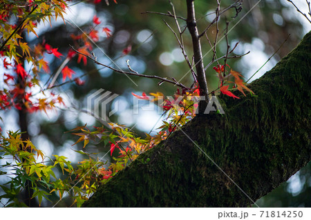 秋色に染まる紅葉が美しい 秋色に染まる紅葉が美しい 71814250