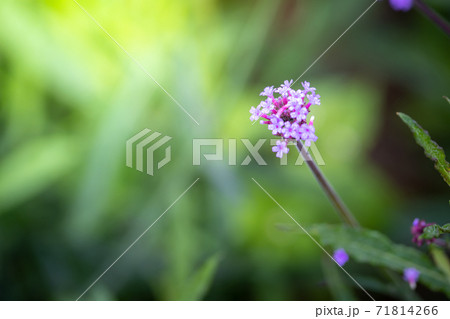The background image of the colorful flowers The background image of the colorful flowers 71814266