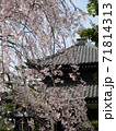 【鎌倉】本覚寺（ほんがくじ）枝垂れ桜 71814313