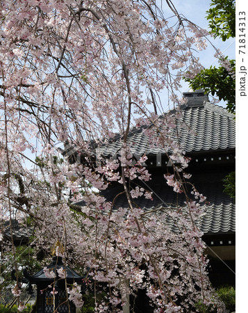 【鎌倉】本覚寺(ほんがくじ)枝垂れ桜 【鎌倉】本覚寺(ほんがくじ)枝垂れ桜 71814313